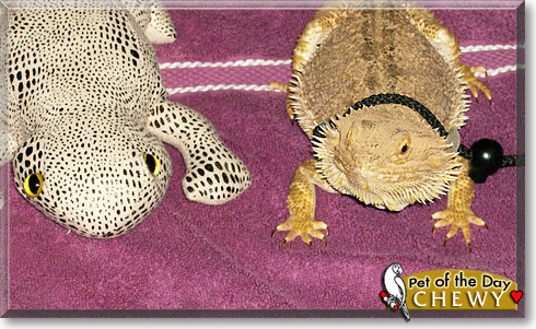 Chewy, the Pet of the Day Chewy, the Pet of the Day