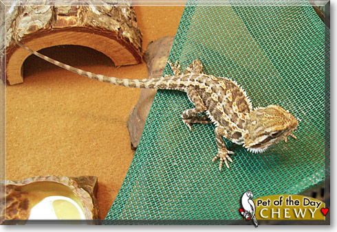 Chewy, the Pet of the Day Chewy, the Pet of the Day