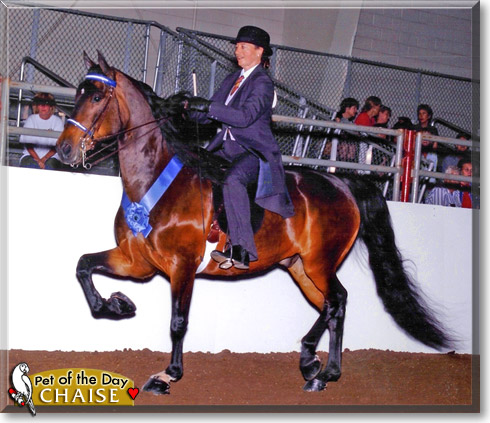 Chaise, the Pet of the Day Chaise, the Pet of the Day