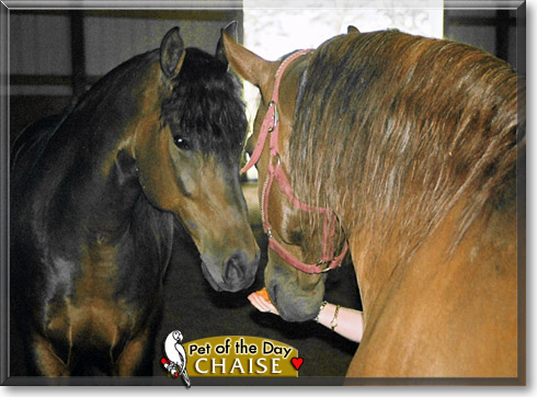 Chaise, the Pet of the Day Chaise, the Pet of the Day