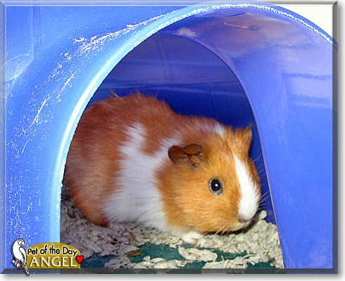 Angel, the Pet of the Day Angel, the Pet of the Day