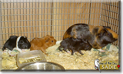 Sadie, the Pet of the Day Sadie, the Pet of the Day