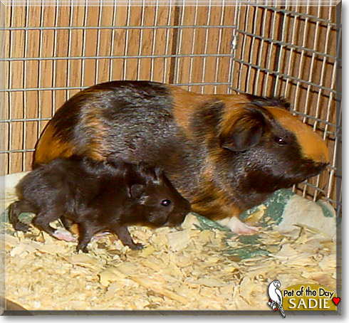 Sadie, the Pet of the Day Sadie, the Pet of the Day