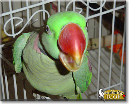 Igor, the Pet of the Day Igor, the Pet of the Day