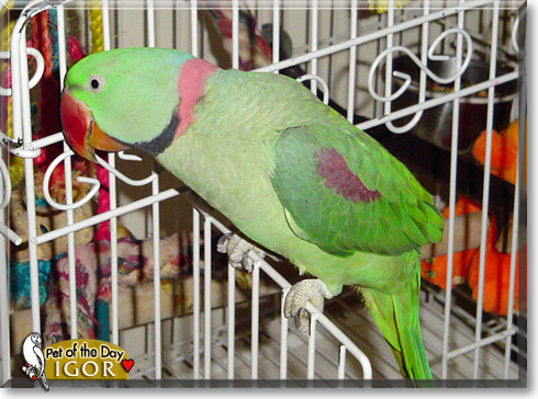 Igor, the Pet of the Day Igor, the Pet of the Day