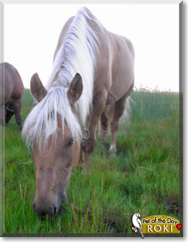 Roki, the Pet of the Day Roki, the Pet of the Day