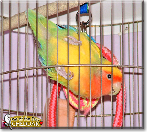 Cheddar, the Pet of the Day Cheddar, the Pet of the Day