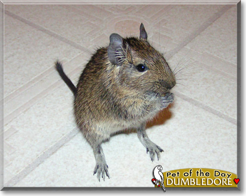 Dumbledore, the Pet of the Day Dumbledore, the Pet of the Day
