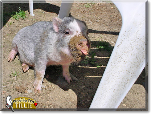 Tillie, the Pet of the Day Tillie, the Pet of the Day