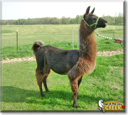 Creek, the Pet of the Day Creek, the Pet of the Day