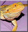 Israel the Bearded Dragon