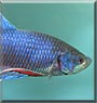 King Blue the Betta Fish