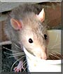 Indiana Jones the Rat