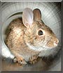 Alfie the Cotton Tail Rabbit