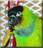 Sammy the Nanday Conure