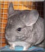 Big Momma the Chinchilla