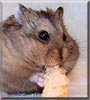 BatMan the Russian Dwarf Hamster