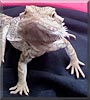 Nosmo king the Bearded Dragon