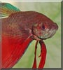 Tatsu the Veiltail Betta