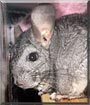 Dale the Grey Chinchilla