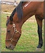 Mustang Sally the Rangebred Mustang