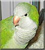 Joey the Quaker Parakeet