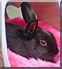 Scarlett the English Cross Rabbit