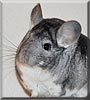 Sebastian the Chinchilla