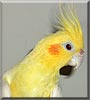 Koko the Cockatiel
