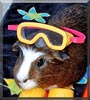 P.D. the Abyssinian Guinea Pig