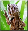 Shay the Bearded Dragon