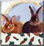 Dale, Roy the Mini Rex Rabbits