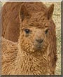 Jasper the Suri Alpaca