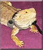 Chewy the Bearded Dragon