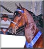 Chaise the Morgan Horse