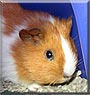 Angel the Guinea Pig