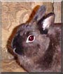 Blacky the Rabbit