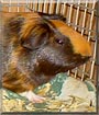 Sadie the Abyssinian Guinea Pig