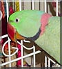 Igor the Alexandrine Parakeet