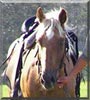 Roki the Estonian Horse