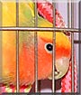 Cheddar the Lovebird