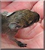 Dumbledore the Degu