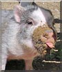 Tillie the Potbelly Pig