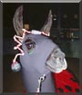 Creek the Llama