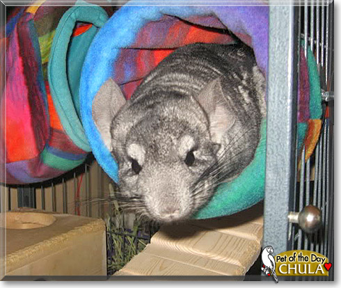 Chula, the Pet of the Day