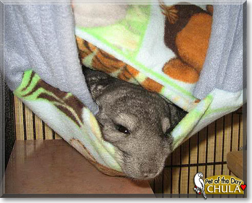 Chula, the Pet of the Day