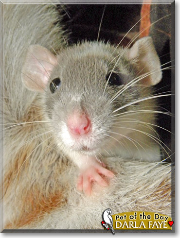 Darla Faye, the Pet of the Day Darla Faye, the Pet of the Day