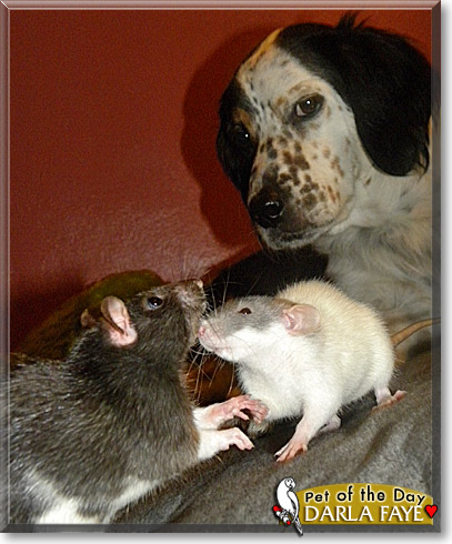 Darla Faye, the Pet of the Day Darla Faye, the Pet of the Day