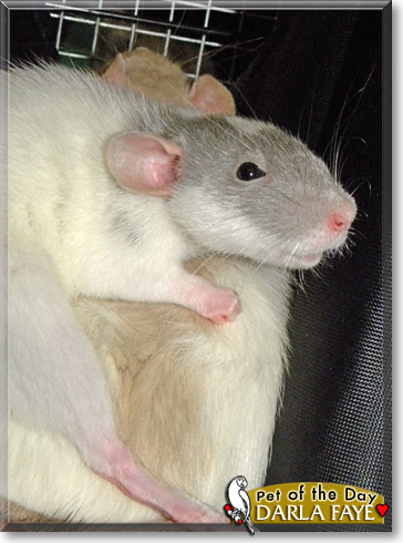 Darla Faye, the Pet of the Day Darla Faye, the Pet of the Day