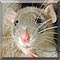 Pet of the Day